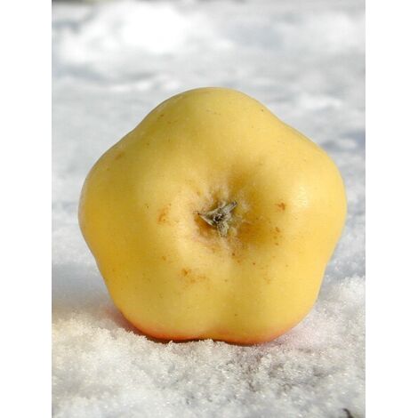 Pommier 'Api Etoile' Pot de 7,5L/10L, Gobelet