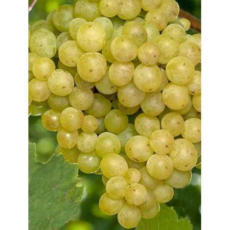 Vigne 'Evita' Pot de 4L/5L
