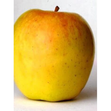 Pommier 'Golden Delicious' Pot de 7,5L/10L, Demi-Tige (1/4)