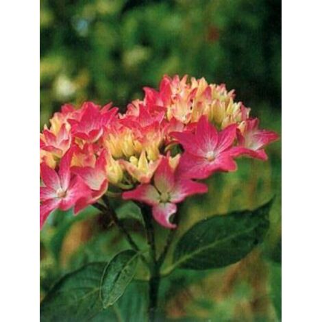 Hortensia 'Pia' Pot de 2L/3L (1/3)