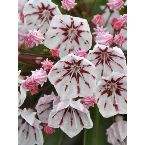 Laurier américain 'Peppermint' Pot de 3L/4L (1/4)