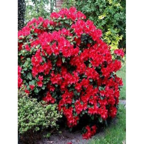 Rhododendron 'Scarlet Wonder' Pot de 2L/3L