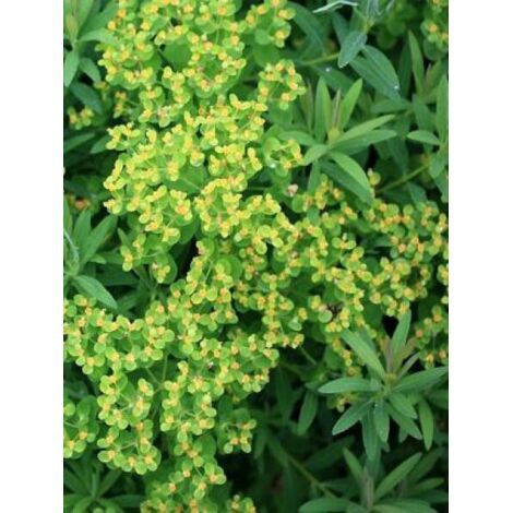 Euphorbe des marais 'Walenburgs Glorie' Godet de 8/9 cm (1/3)