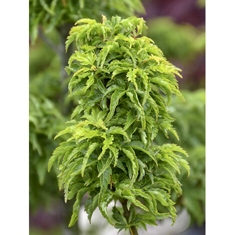 Érable du Japon 'Shishigashira' Pot de 7,5L/10L