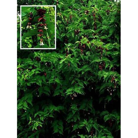Arbre aux faisans Pot de 7,5L/10L