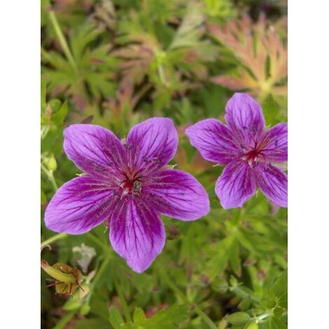 Géranium vivace 'Starman' Godet de 8/9 cm (1/3)