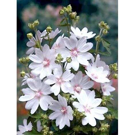 Mauve en arbre, Lavatère 'White Angel' Godet de 8/9 cm