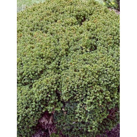 Cèdre du Japon Pot de 2L/3L (1/5)