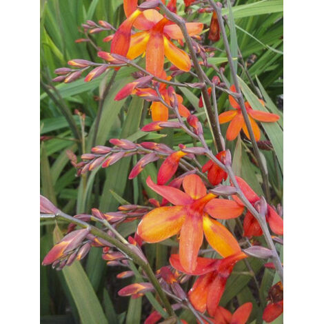 Montbrétia 'Saracen' Godet de 8/9 cm (1/2)