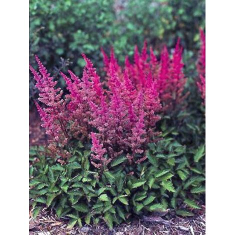 Astilbe de Chine 'Veronica Close' Godet de 8/9 cm (1/4)