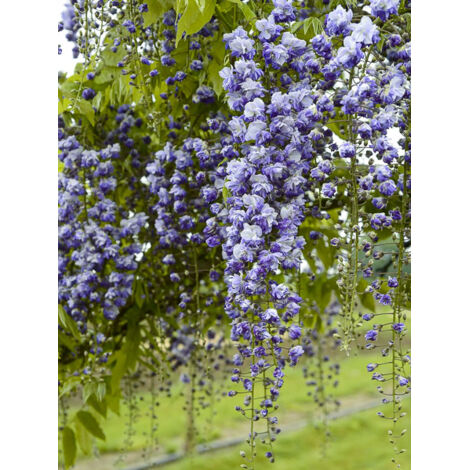 Glycine 'Grande Diva Cecilia' Pot de 4L/5L
