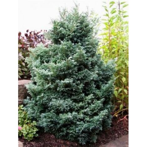 Cyprès Sawara 'Baby Blue' Pot de 3L/4L