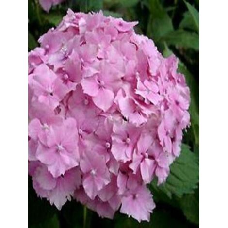Hortensia 'Deutschland' Pot de 2L/3L (1/2)