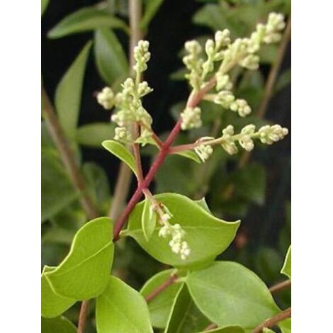 Troène du Japon 'Texanum' Pot de 2L/3L (1/3)