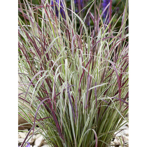 Schizachyrium scoparium 'Chameleon' Godet de 8/9 cm