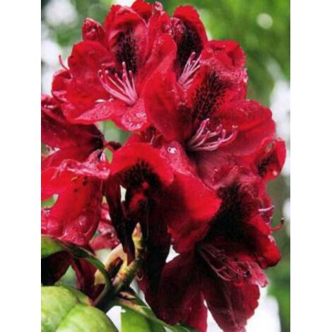 Rhododendron  'Moser's Maroon' Pot de 7,5L/10L
