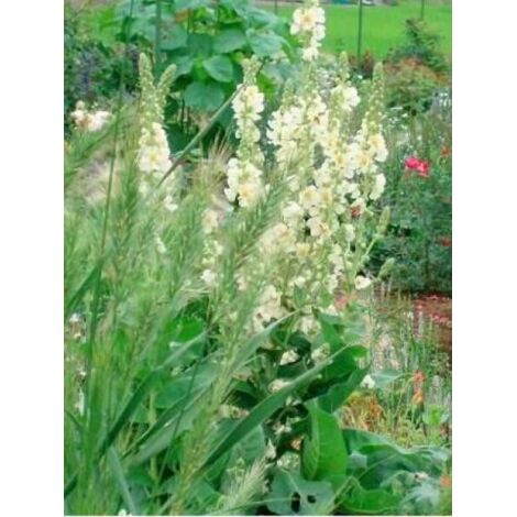 Molène 'Spica' Godet de 8/9 cm (1/3)