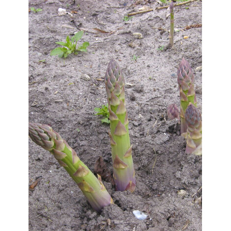 Asperge Godet de 8/9 cm (1/2)