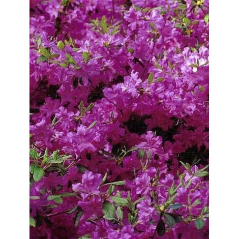 Azalée japonaise 'Blue Danube' Pot de 2L/3L (1/3)