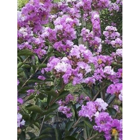 Lilas des Indes 'Souvenir d'Hubert Puard' Pot de 3L/4L (1/2)