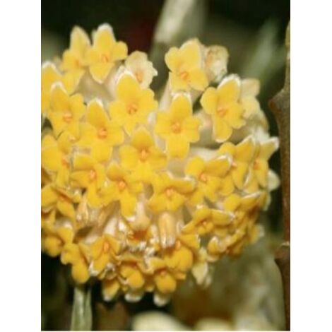 Buisson à papier 'Grandiflora' Pot de 4L/5L (1/3)