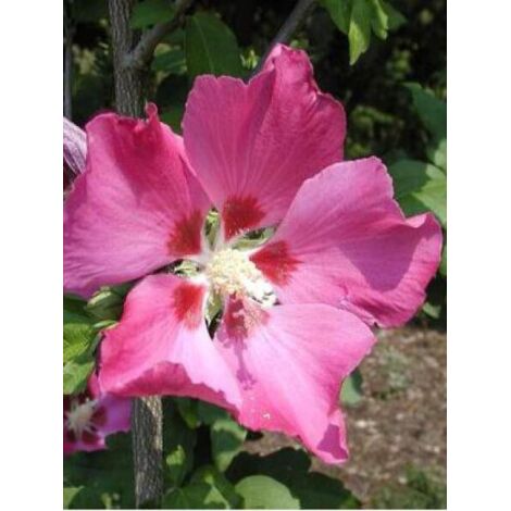 Mauve en arbre 'Woodbridge' Pot de 6L/7L (1/5)
