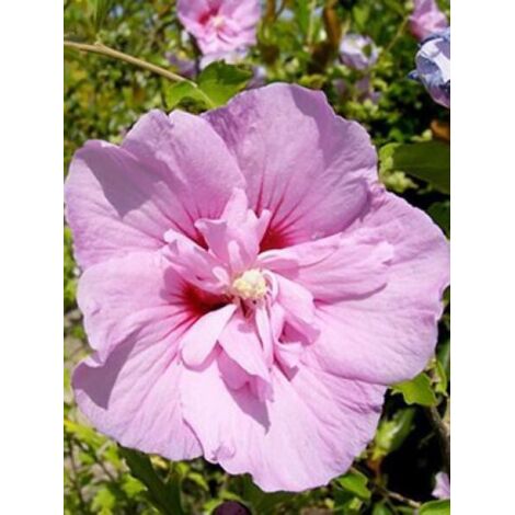 Mauve en arbre 'Lavender Chiffon'® Pot de 6L/7L (1/5)