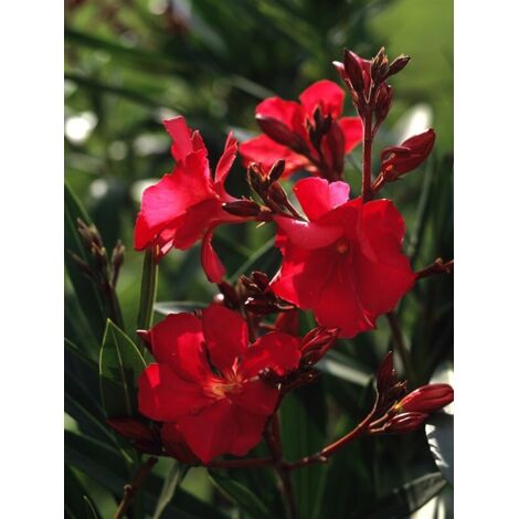 Laurier rose 'rouge' Pot de 2L/3L, Touffe