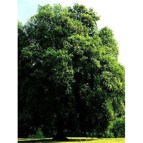 Chêne vert Pot de 6L/7L, Touffe