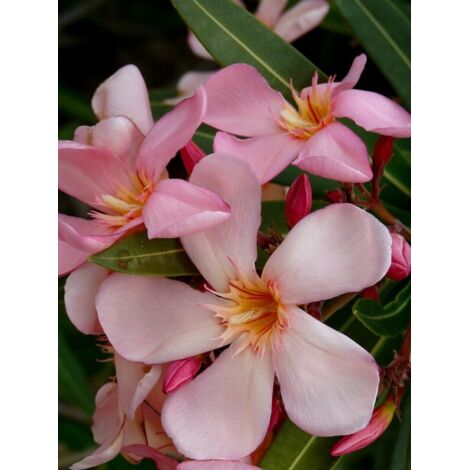 Laurier rose à fleurs saumon Pot de 2L/3L, Touffe
