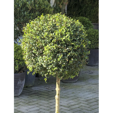 Troène à feuilles de buis Pot de 12L/15L, Tigette 10/15 cm/ forme boule diamètre 30/35 cm