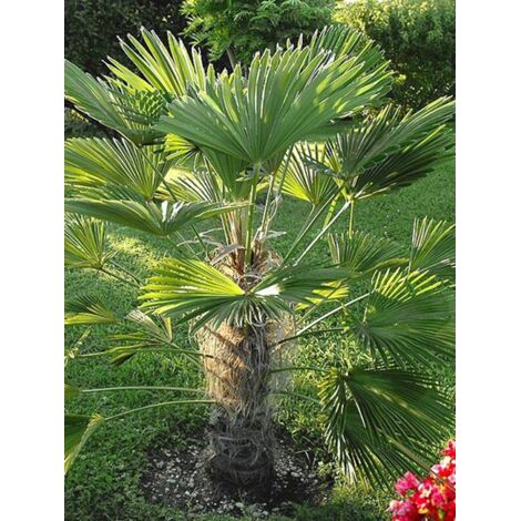 Palmier miniature de Chusan Pot de 12L/15L, Hauteur de tronc (Stipe) 20/30cm