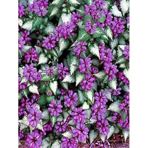Lamier tacheté 'Purple Dragon' Pot de 1,5L/2L