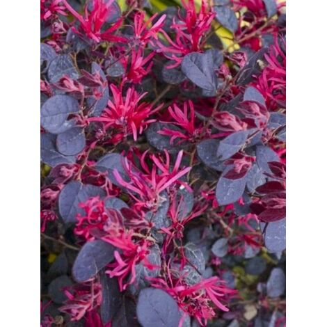 Loropetalum 'Black Pearl' Pot de 1,5L/2L