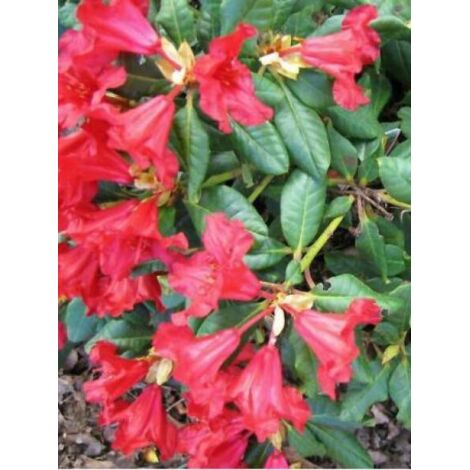 Rhododendron 'Baden-Baden' Pot de 2L/3L (1/3)