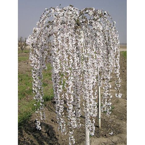 Cerisier à grappes 'Snow Fountains' Pot de 7,5L/10L, Tige 40 cm
