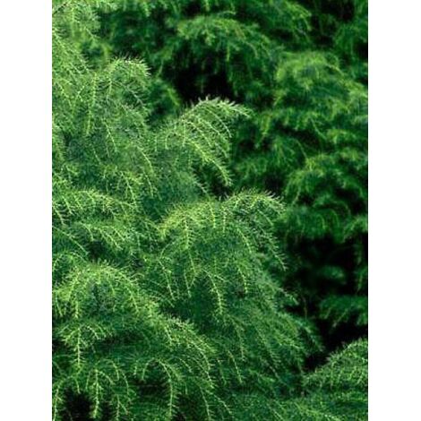Cèdre du Japon 'Elegans Viridis' Pot de 7,5L/10L (1/3)