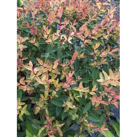 Millepertuis 'Radiance' Pot de 1L/1,5L (1/3)