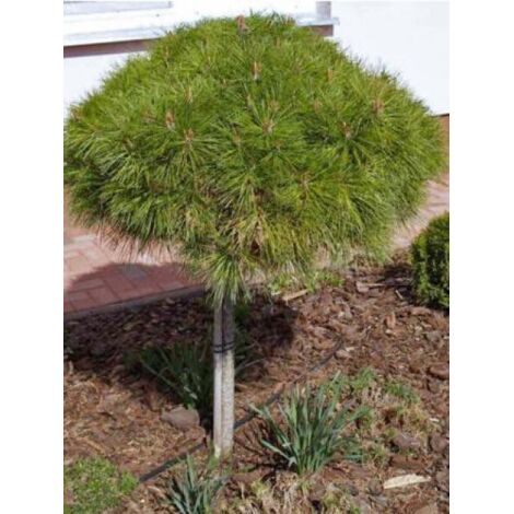 Pin noir d'Autriche 'Marie Brégéon' Pot de 4L/5L, Tige