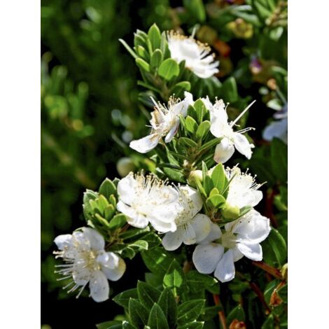Myrte de Tarente Pot de 2L/3L (1/4)
