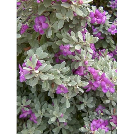 Sauge du désert, sauge du Texas Pot de 3L/4L (1/5)