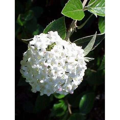 Viorne de Burkwood Pot de 3L/4L (1/4)