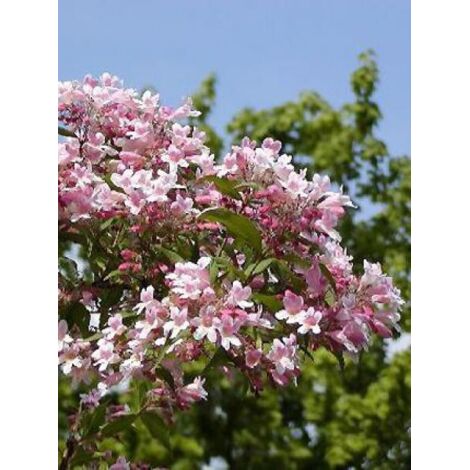 Buisson de beauté 'Pink Cloud' Pot de 6L/7L