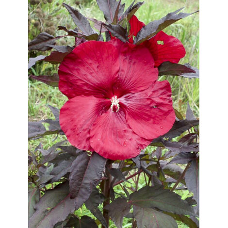 Hibiscus des marais 'Geant Red' Pot de 3L/4L (1/2)