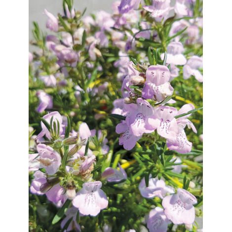Faux romarin 'Little Rosie' Pot de 3L/4L (1/2)