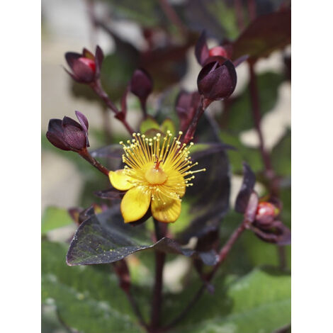 Millepertuis 'Miracle Night' Pot de 3L/4L (1/2)