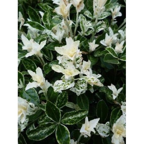 Fusain du Japon 'Pierrolino'® Pot de 1,5L/2L (1/2)
