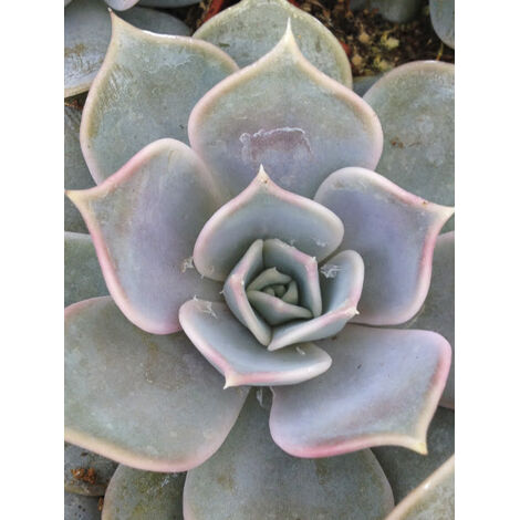 Echeveria lilacina Pot de 1,5L/2L