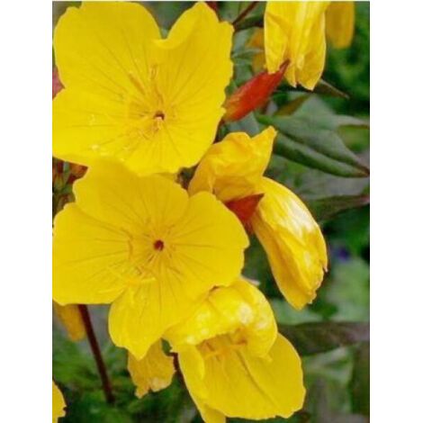 Oenothère, Onagre 'Michèle Ploeger' Godet de 8/9 cm (1/2)
