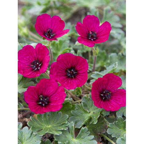 Géranium vivace à feuilles cendrées 'Jolly Jewel Red Improve Godet de 8/9 cm